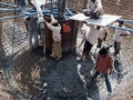 Copy of pic115